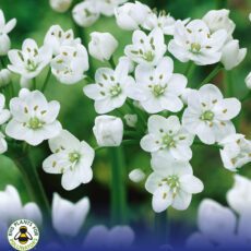 8718641970201 1 Allium Neapolitanum.jpg